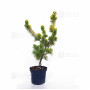Pinus parviflora du Japon "goldilock"