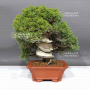 VENDU juniperus chinensis itoigawa ref: 05110242