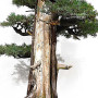 juniperus rigida ref: 19070252