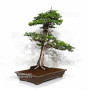 Juniperus rigida 20070251