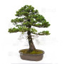 picea  jezoensis 28070251