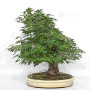 acer palmatum beni chidori 23070255