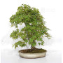 Acer palmatum ref: 24070252