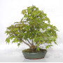 VENDU acer palmatum ref: 24070254