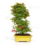 acer palmatum deshojo 24070253