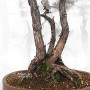 PINUS PENTAPHYLLA ref: 24070255