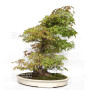 acer palmatum beni chidori 24070257