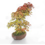 acer palmatum deshojo 17030234