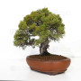 juniperus chinensis itoigawa ref 12020255