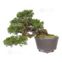 Juniperus chinensis itoigawa 12020254