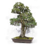 pinus pentaphylla 120202510