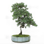 juniperus rigida ref: 210202514