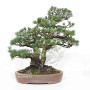 Pinus pentaphylla ref: 21020258