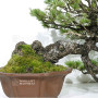pinus pentaphylla nasu goyo ref:21020259