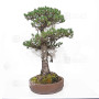 Pinus pentaphylla ref: 21020254