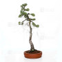 Pinus pentaphylla ref 21020255