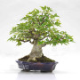 acer buergerianum ref: 25090252