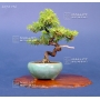 Mini bonsai N°8 genevrier rigida K. Gun