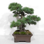 PINUS PENTAPHYLLA 16120256