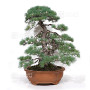 Pinus pentaphylla 16120257