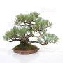 PINUS PENTAPHYLLA ref: 13010261