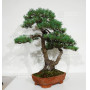 PINUS PENTAPHYLLA ref: 28070261