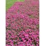 EPUISELot de 4 rhodohypoxis 2 apple blossom + 2 mi