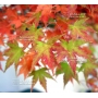 Graines d'acer palmatum