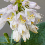 Hosta Big daddy