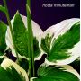 Hosta Minuteman