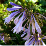 Hosta Praying hands