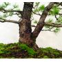 PTpasbeauPin a 5 aiguilles du japon ref: 23110128