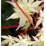 Acer palmatum 'sango kaku'