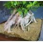 ficus retusa bonsai ref : 230901519