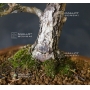VENDU Pinus pentaphylla ref: 9080172