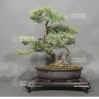 Pinus pentaphylla 7050181