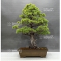 VENDU Pinus pentaphylla 25040184
