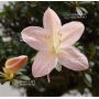 VENDU Rhododendron nikko 05060181