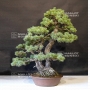 VENDU Pinus pentaphylla 29080182