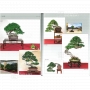 BONSAI FOCUS N° 101