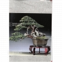 BONSAI FOCUS N° 106