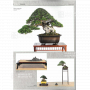 BONSAI FOCUS N° 108