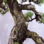 VENDU Pinus pentaphylla ref 09100192
