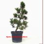 Pinus thunbergii "kotobuki" 20-25 cm