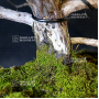 VENDU Juniperus chinensis itoigawa ref : 18090193