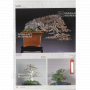 BONSAI FOCUS N° 113