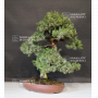 VENDU juniperus rigida ref: 04090192