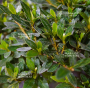 VENDU rhododendron chinzan ref : 4040202