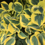 Hosta Autumn frost