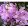 VENDU rhododendron kumpu 14060191